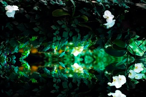 Plants barking the trunk of a tree and reflected in water Stock Photos