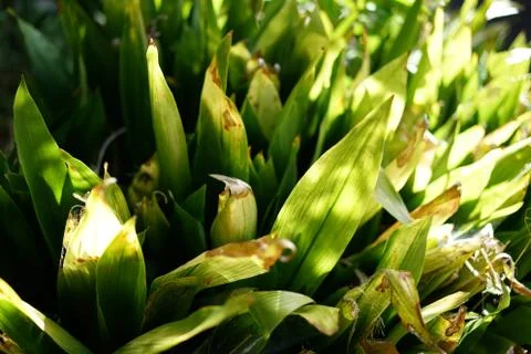 Plants basking in sunlight Stock Photos