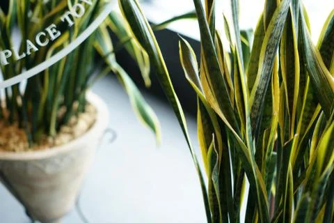 Plants to be reflected on the mirror Stock Photos