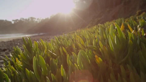 Plants on the Beach Backlit by the Sun 4K Stock Footage 87242859