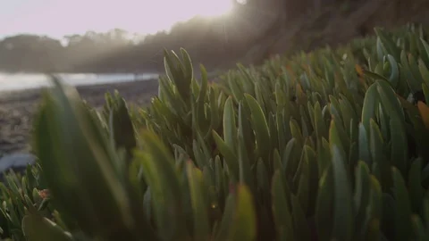 Plants on the Beach Backlit by the Sun 4K Stock Footage 92704119