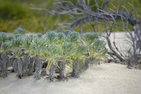 Plants on the beach at Bones Bight, Anegada, British Virgin Islands Stock Photos