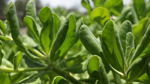 Plants To Beach Stock Footage 104712423