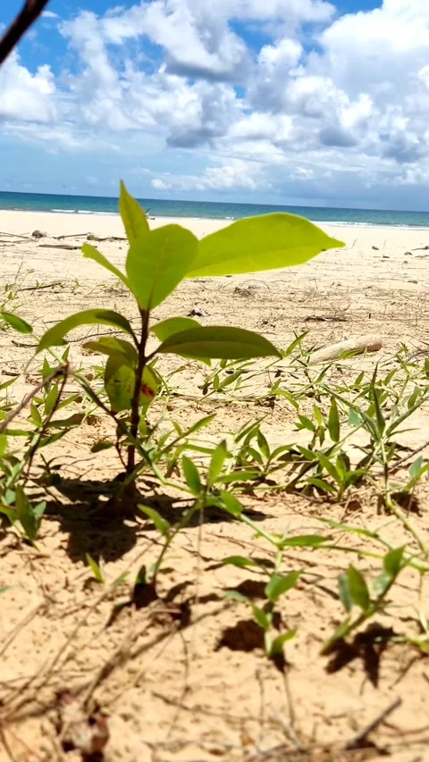 A plants at beach Stock Footage 245999643