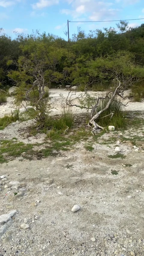 Plants on the beach. Trees. Dry branches. Vertical video Stock Footage 286343813