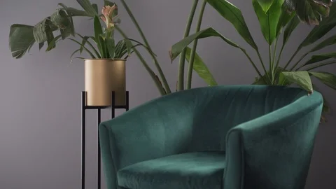 Plants Behind Chair Stock Footage 103849290
