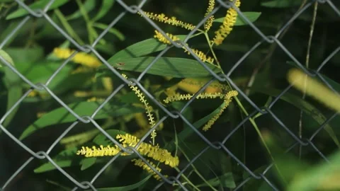 Plants behind an iron grid Stock Footage 250991178