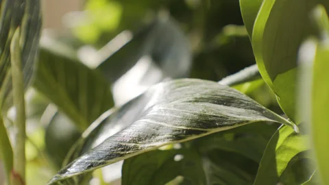 Plants Being Sprayed Leaves Greenery Water 60fps Stock Footage 179835447