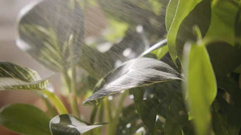 Plants Being Sprayed Leaves Greenery Water 2 60fps Stock Footage 180100533