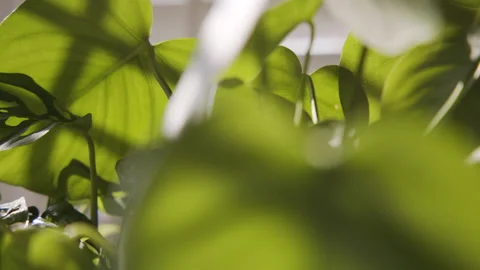 Plants Being Sprayed Leaves Greenery Water 3 60fps Stock Footage 189468748