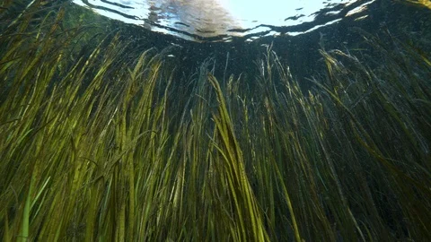 Plants from below on the sky in transperence on surface of the spring lake,Italy Stock-Footage 127156859