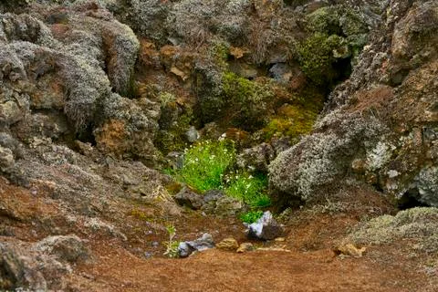 Plants between volcanic rocks Stockfoto's