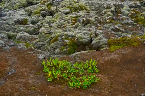 Plants between volcanic rocks Photos