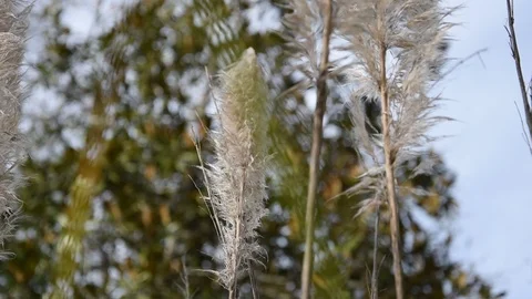 Plants blowing with trees in the background in HD. 動画素材 125940805