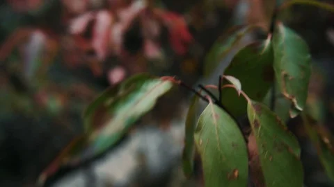 Plants blowing in the wind during storm Stock-Footage 127463729