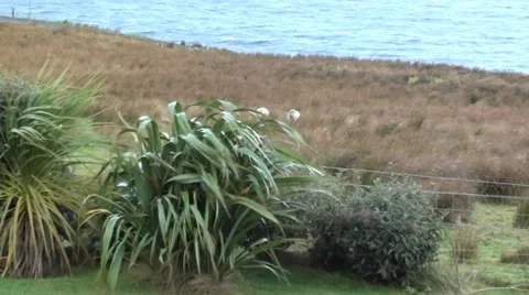 Plants blowing in the wind Stock Footage 44334723