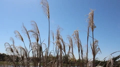 Plants blowing in the wind. Video stock 48576613