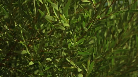 Plants blowing in the wind Stock Footage 67639182