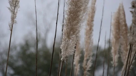 Plants blowing in the wind in HD. 動画素材 125421391