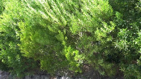 Plants Blowing On Windy Day Vidéo 102650192