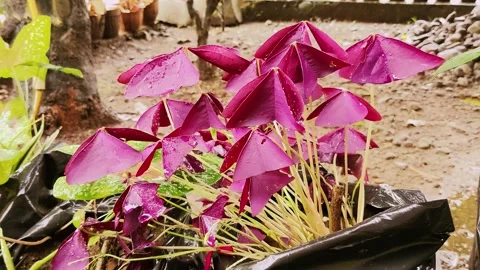 Plants blown by the wind and exposed to showers in the afternoon. Stock Footage 273992503