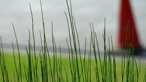 Plants blown by the wind 스톡 동영상 273955197