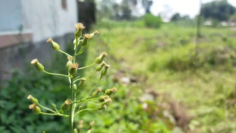 Plants blown by the wind Stock Footage 290988938