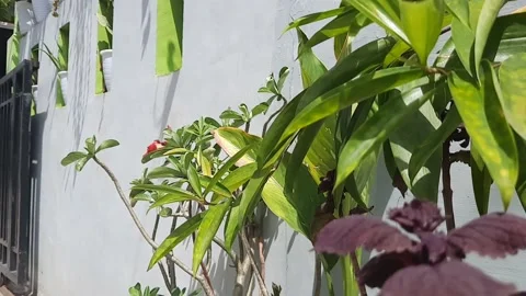 Plants blown by the wind under the hot sun Stock Footage 194003238