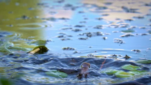 Plants on the Blue Lake Stock Footage 208928998