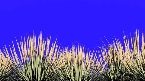 Plants on Blue Screen, 4K Animation, 3D Rendering Stock Footage 122249873