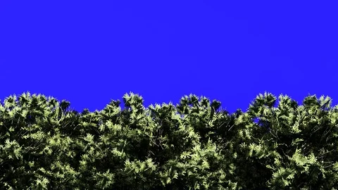 Plants on Blue Screen, 4K Animation, 3D Rendering Stock Footage 122249927