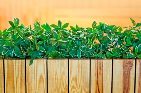 Plants on the blurred background Foto stock