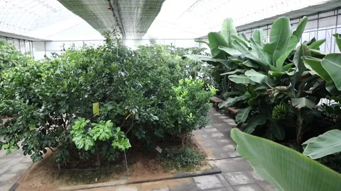 Plants in the botanical garden Video stock 310161271