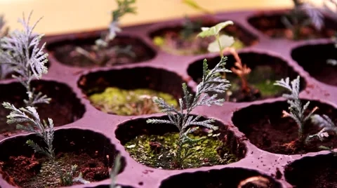 Plants in the botanical laboratory Stock Footage 46514580