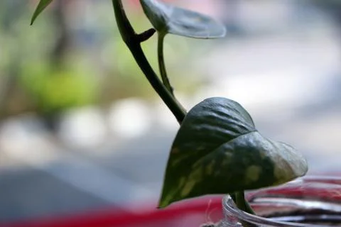 Plants in bottles on the table Stock Photos