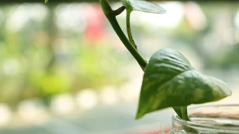Plants in bottles on the table Stock Photos