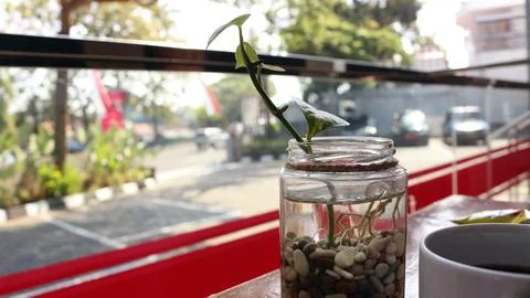 Plants in bottles on the table Stock Photos