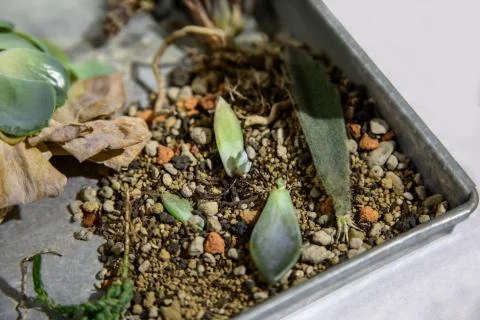 Plants in the box. Stock Photos