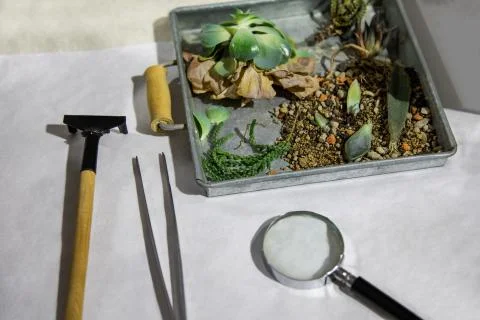 Plants in the box with tools. Stock Photos