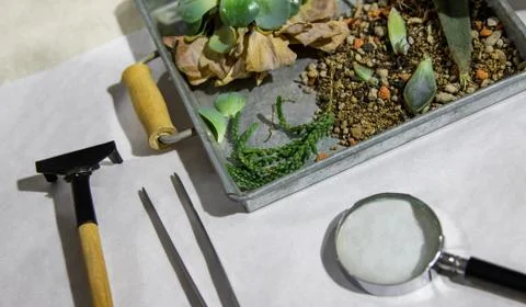 Plants in the box with tools. Stock Photos