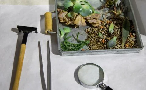 Plants in the box with tools. Stock Photos