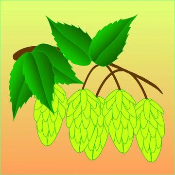 Plants branch hops Stock Illustration