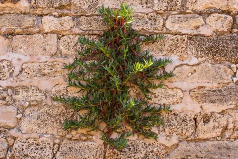 Plants breaking through an ancient wall Stock Photos