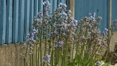 Plants in the breeze Video stock 130591030