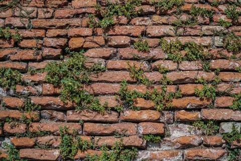 Plants on a brick wall as a background Stock Photos