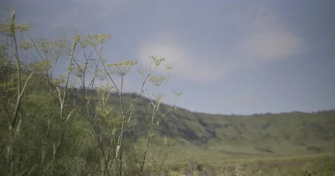 Plants in the Bromo savanna. Vídeo Stock 201092831
