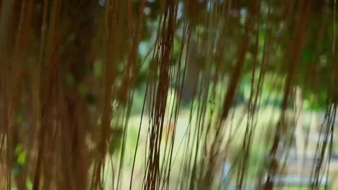 Plants like brown curtains hanging down and blowing in the wind, unique Stock Footage 252058666