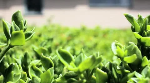 Plants with bugs flying around 스톡 동영상 11024529