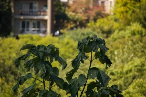 Plants with Building in background Stock Photos