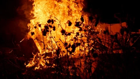 Plants burning in a massive bonfire Stock Footage 115062049